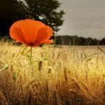 AntiquePhotoRetroEffects_1