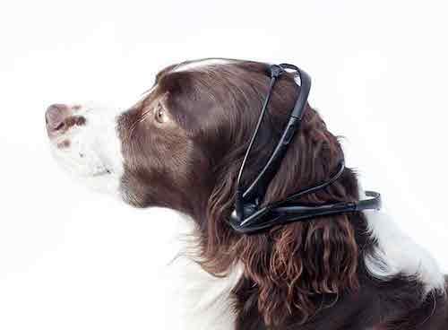 no more woof1