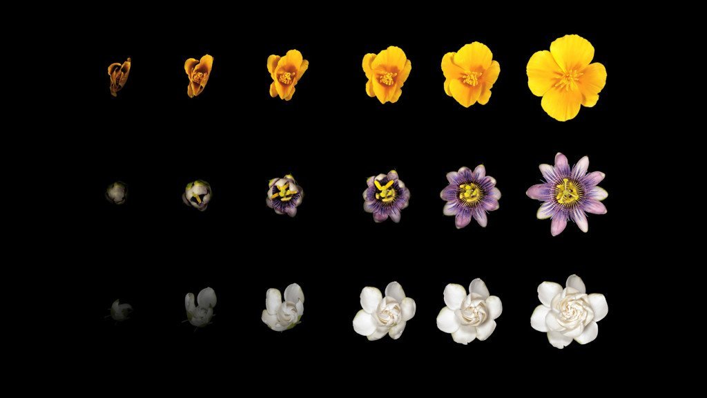aapple-watch-develop-animation-details_04