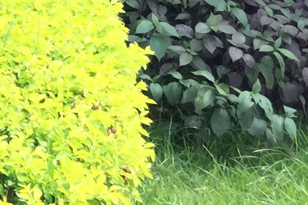 outdoor-photo-test-4a-6plus