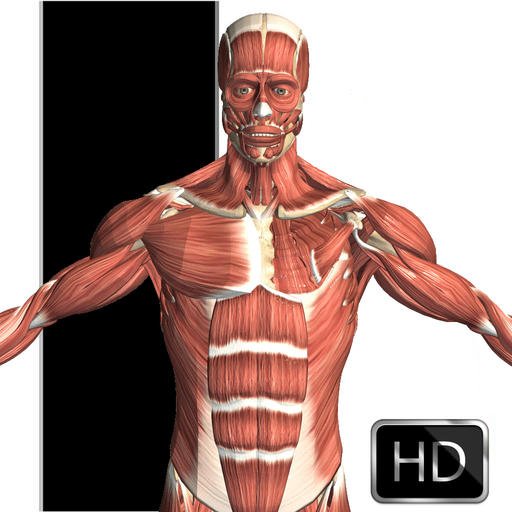 Visual Anatomy 1
