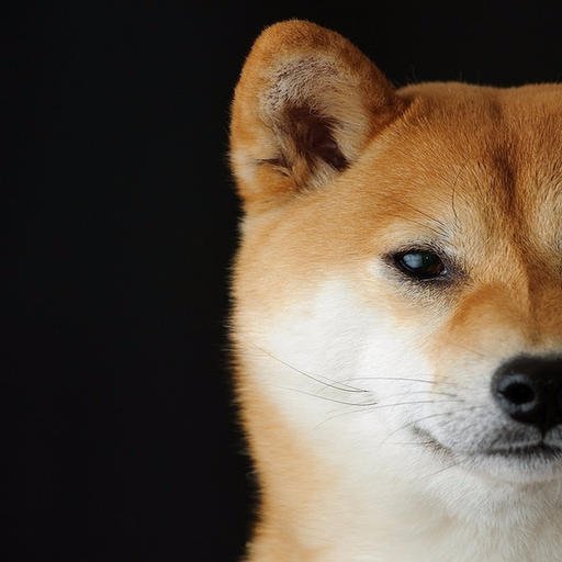 shiba1