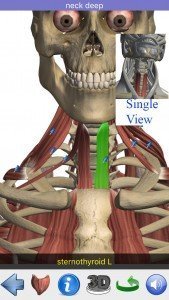 Visual Anatomy 4