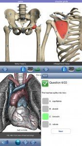 Visual Anatomy 6