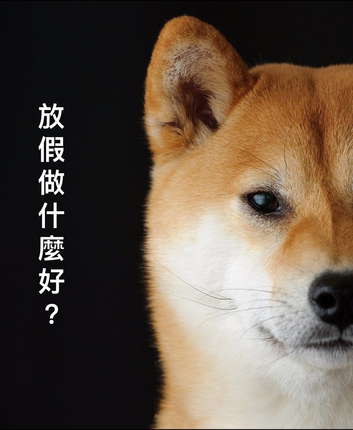 shiba4