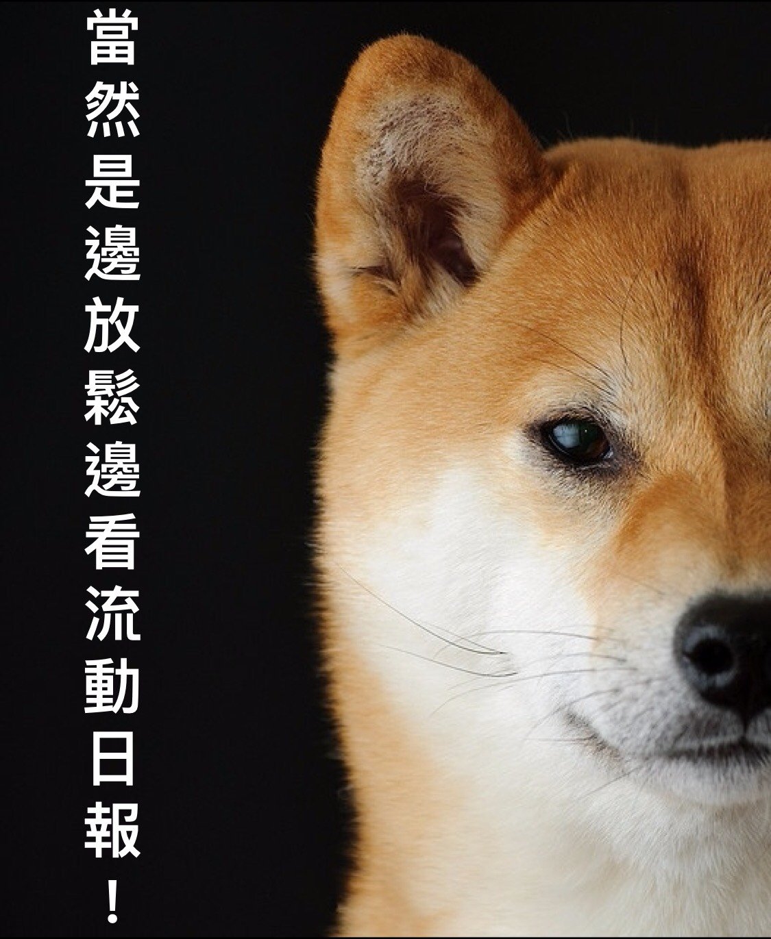 shiba5