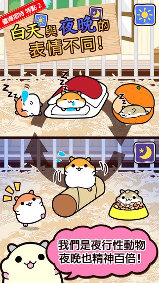 hamster8