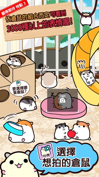 hamster9