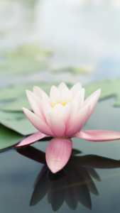 iOS Wallpapers1
