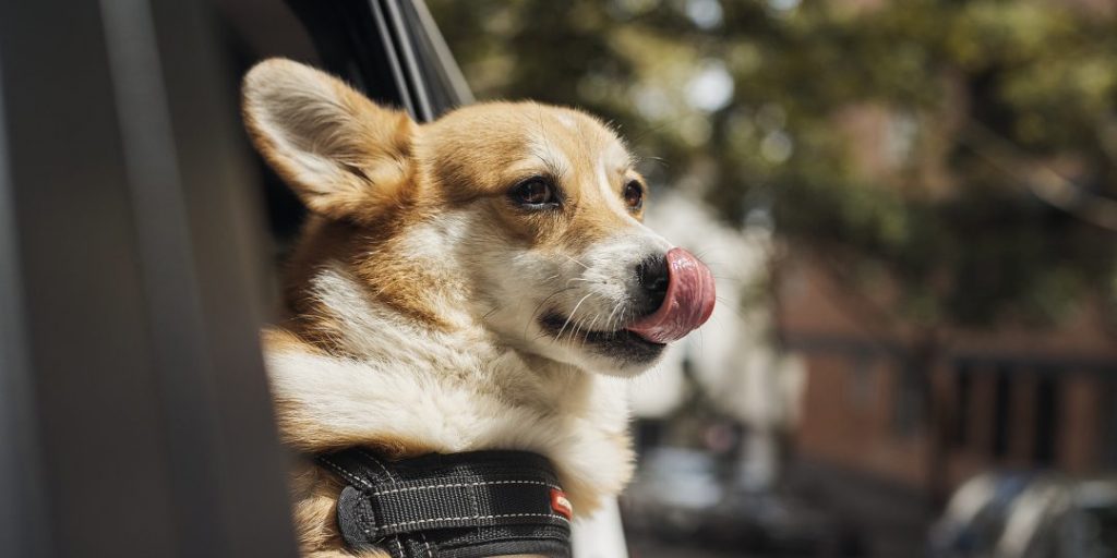 dog