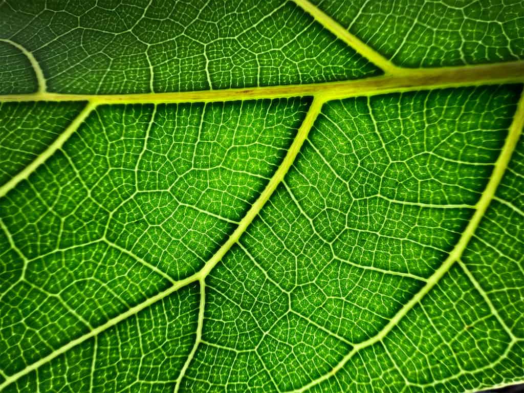 Apple iPhone 13 Pro Leaf 09142021 big carousel.jpg.large 2x 2