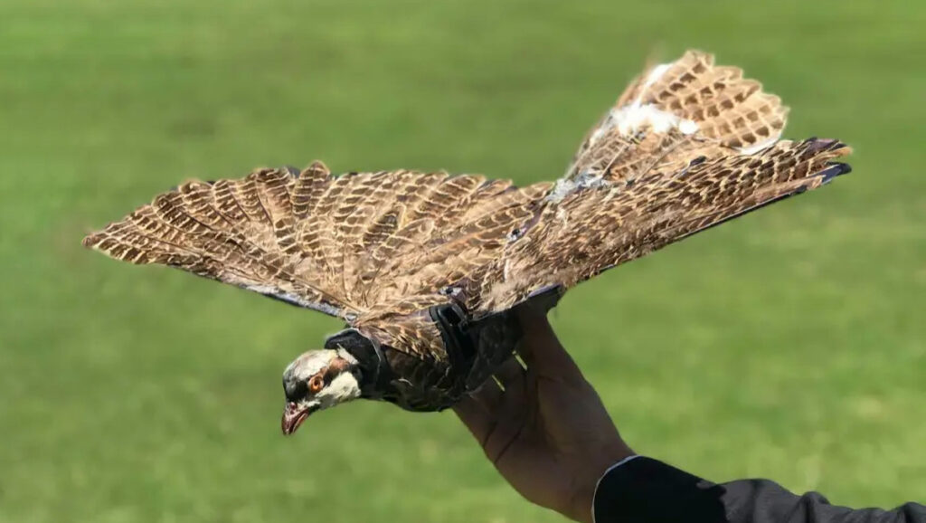 BirdDrone