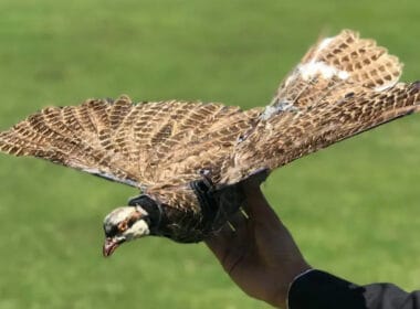 BirdDrone