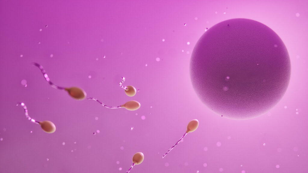 fertilization