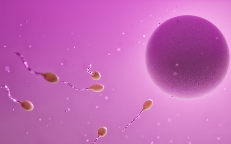 fertilization
