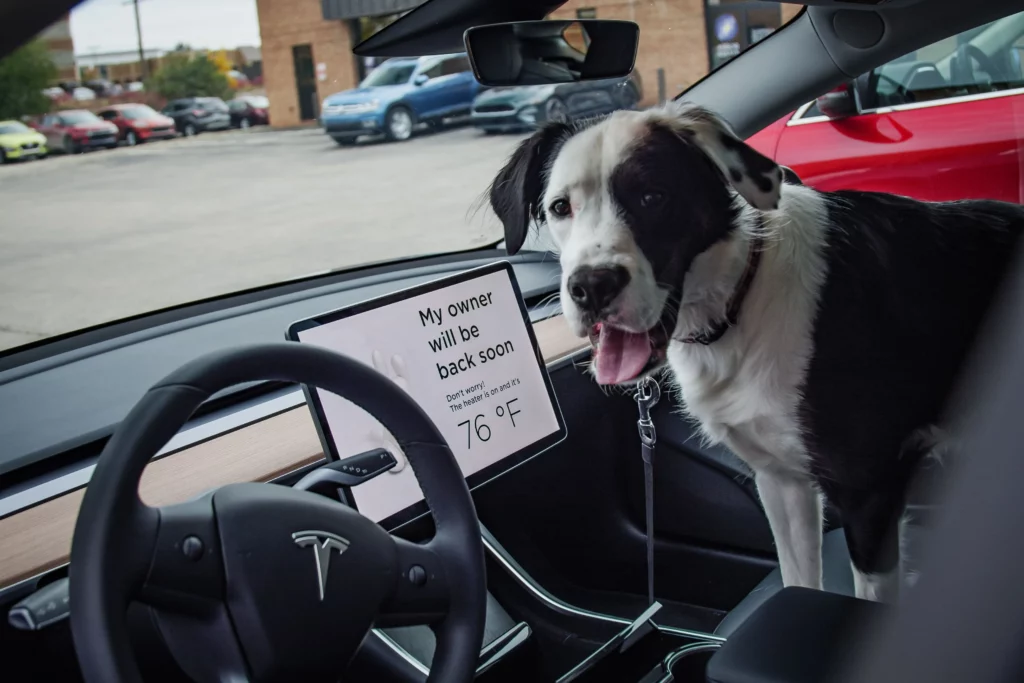 dogmode