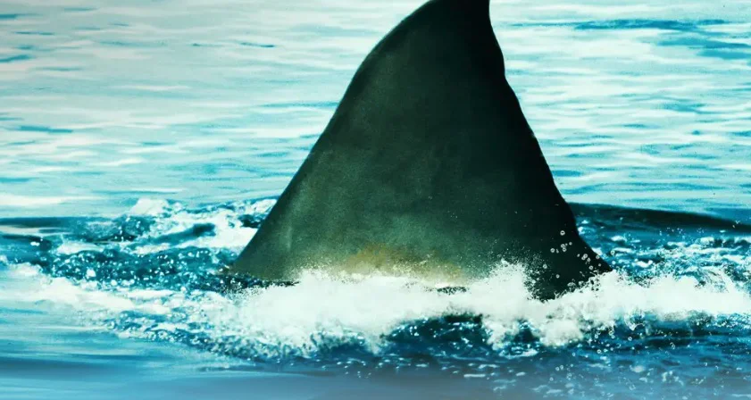 jaws