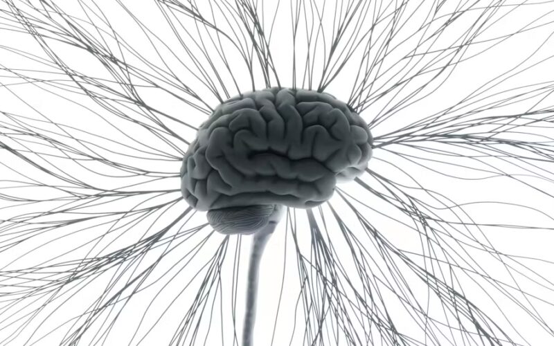 brain