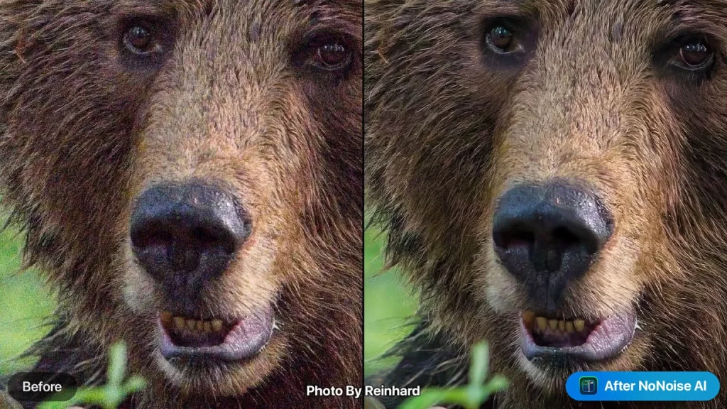 user results bear reinhard 1